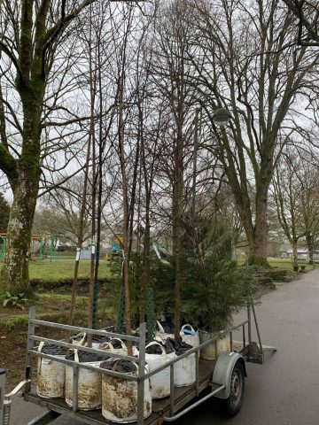 Tree Planting Project in the Meadows